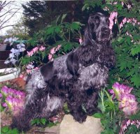 brasswinds english cocker spaniels